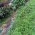 土鸭6~7斤