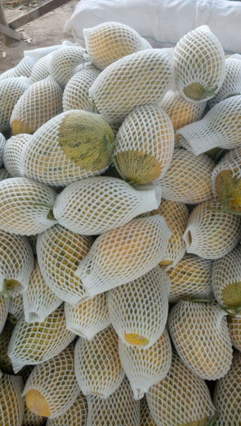 保丰蜜哈密瓜3斤以上长圆形