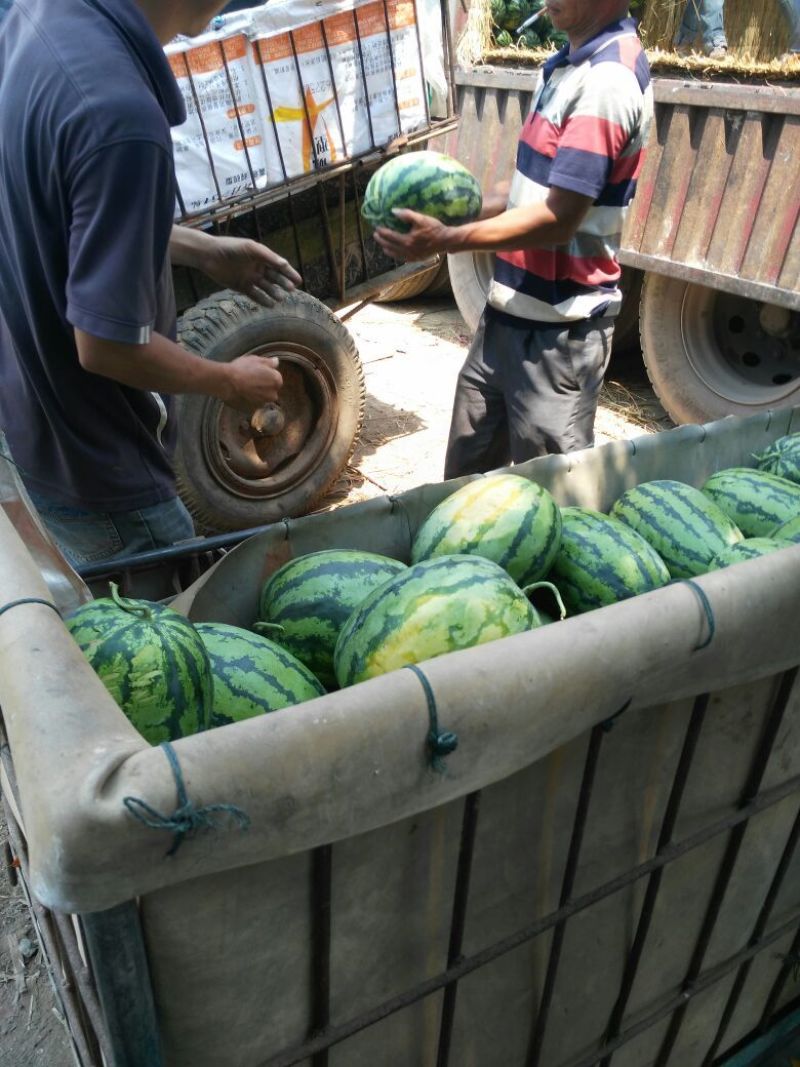 甜王西瓜10斤打底8成熟1茬