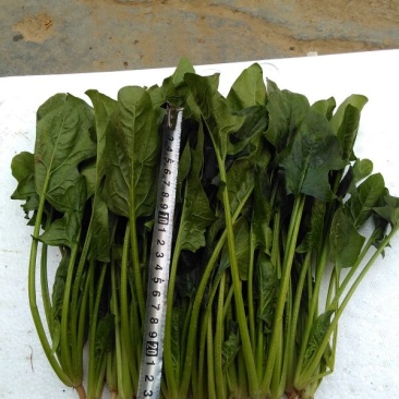 大叶菠菜20~25厘米