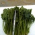 大叶菠菜20~25厘米