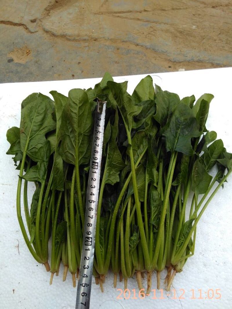 大叶菠菜20~25厘米