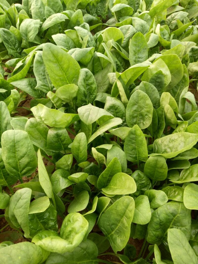 小叶菠菜15~20厘米