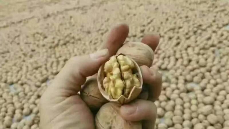 香玲核桃30mm以上去皮干