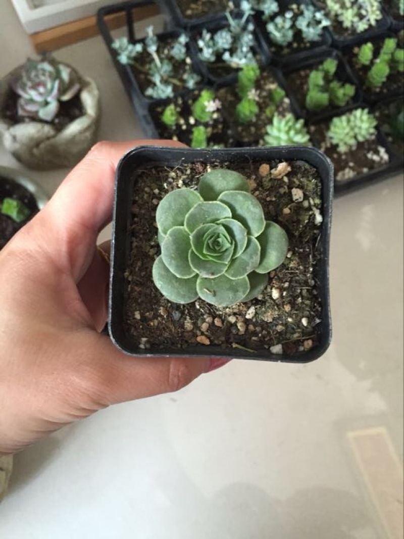 多肉植物