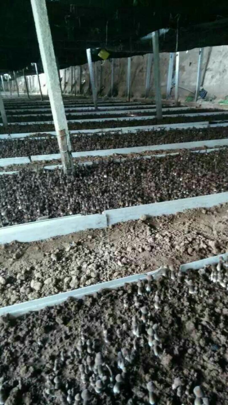 常年供应优质高产新一代黑皮鸡枞菌包