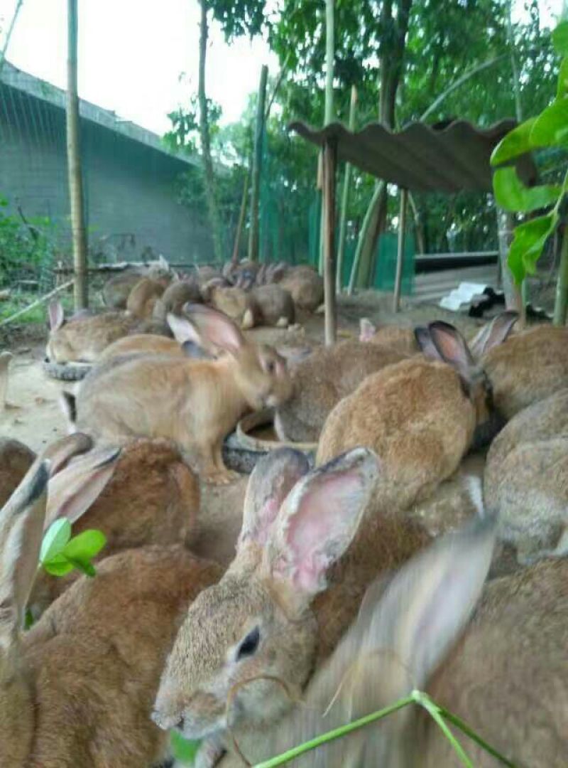 熏兔包装