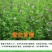 黑麦草种子