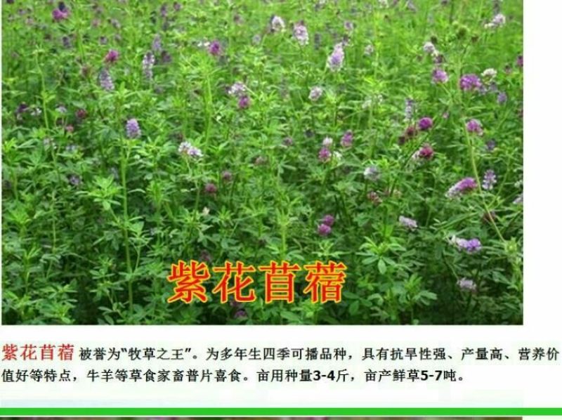 黑麦草种子