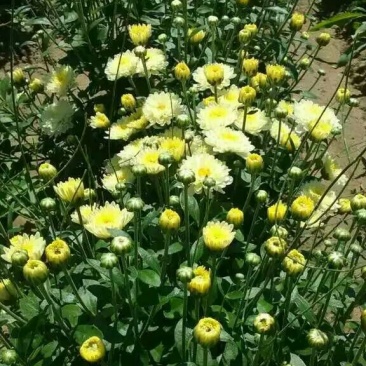 菊花茶