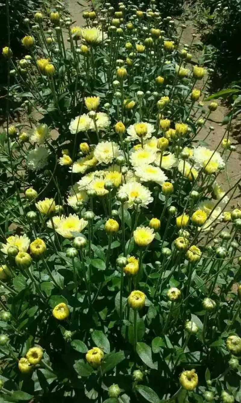 菊花茶