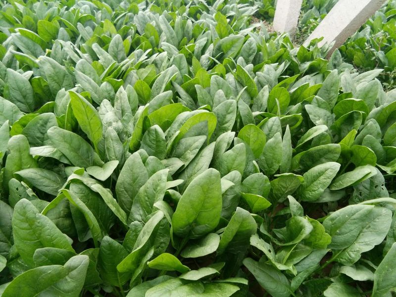 名门菠菜25~30厘米