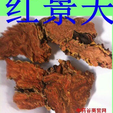红景天