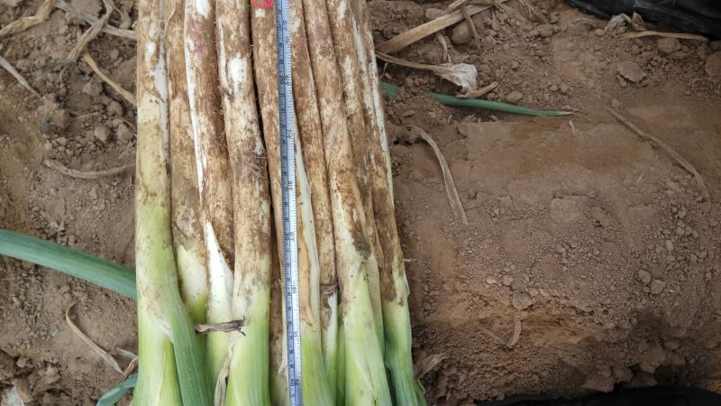 大葱35~40cm毛葱2cm左右