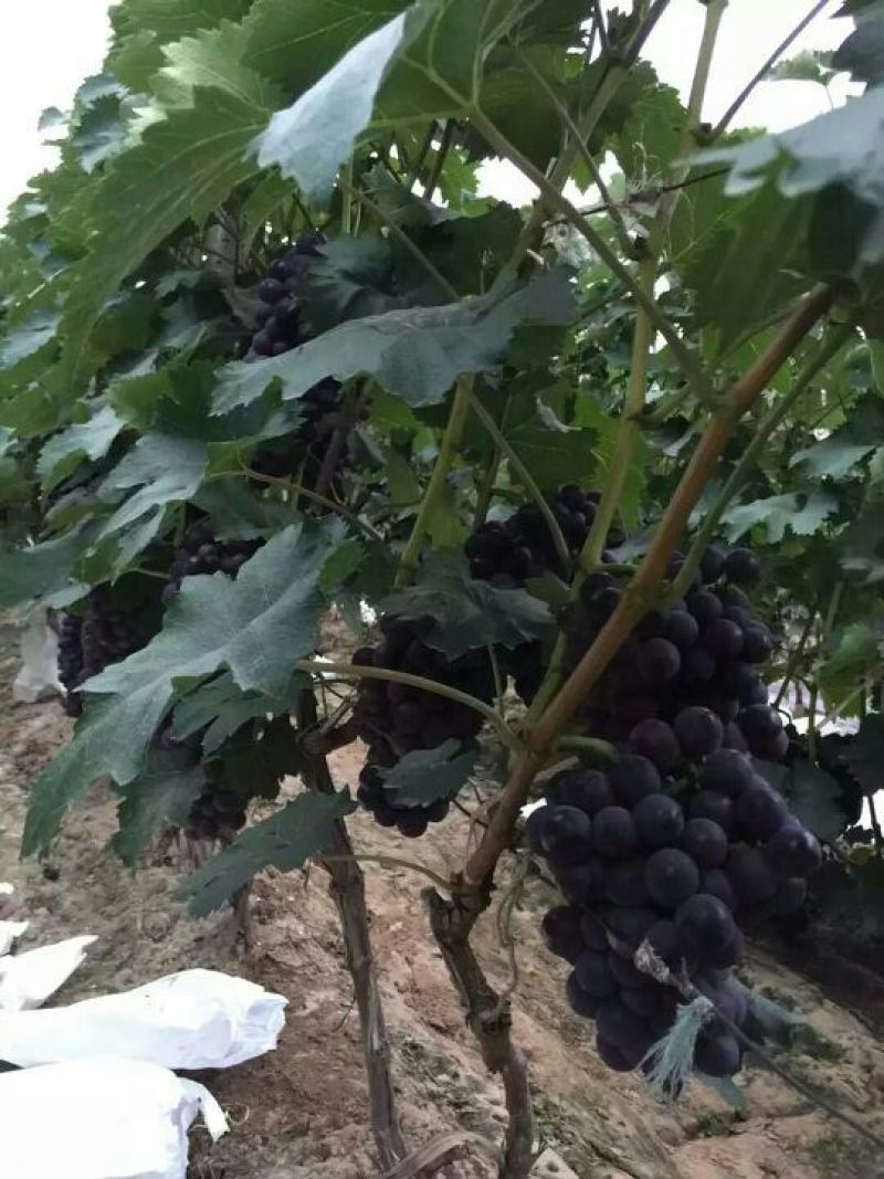 葡萄酒