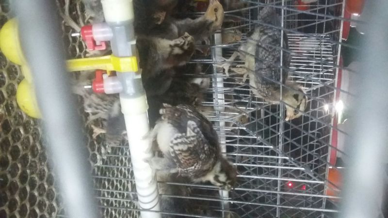 华北柴鸡0-50天脱温青年鸡