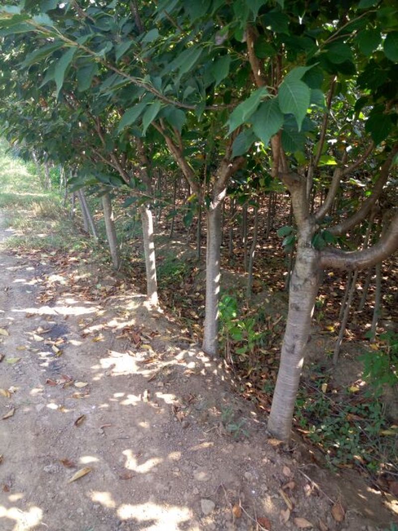 樱花树3-20公分量大供应商要的提前预约