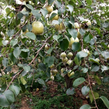 砀山梨500~550g膜袋