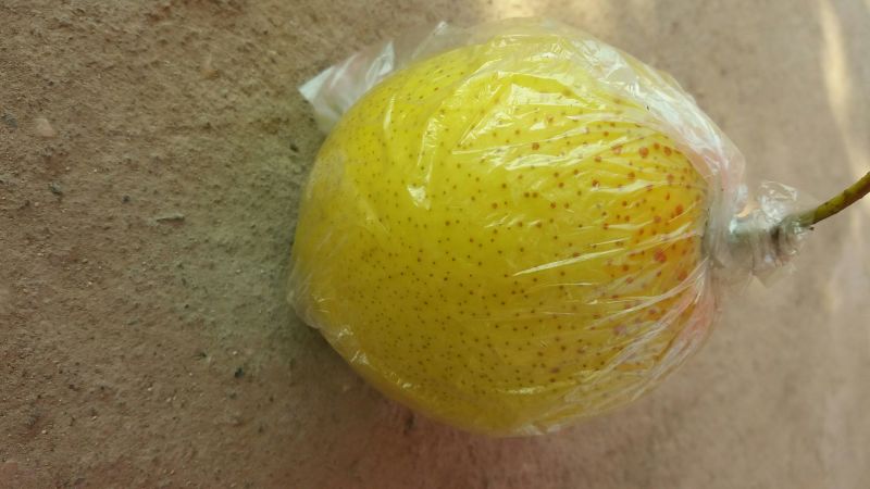 雪花梨膜袋