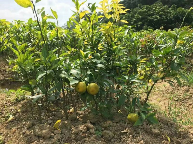 柑桔苗50~80cm