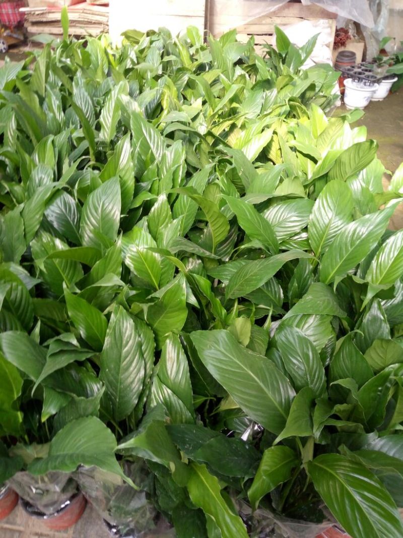 白掌
