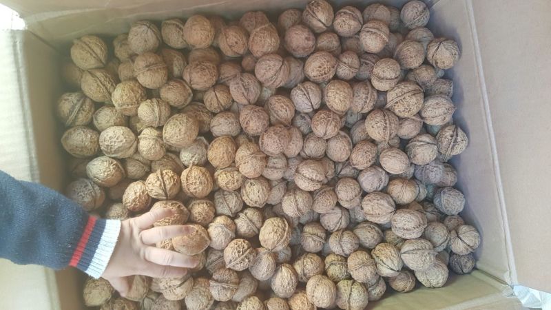 铁核桃去皮干