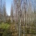 银中杨胸径10～20cm