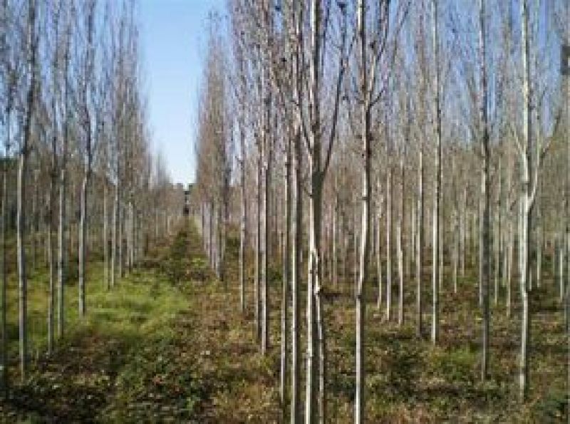 银中杨胸径10～20cm
