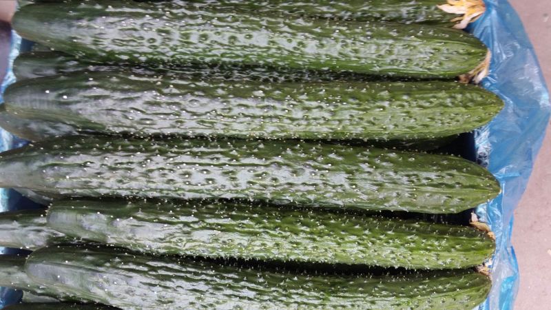黄瓜18~22公分鲜花带刺