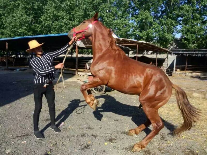 半血马