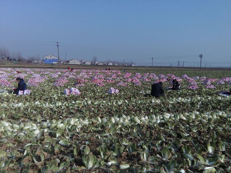 大白菜