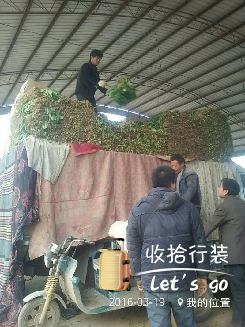大叶菠菜25~30厘米