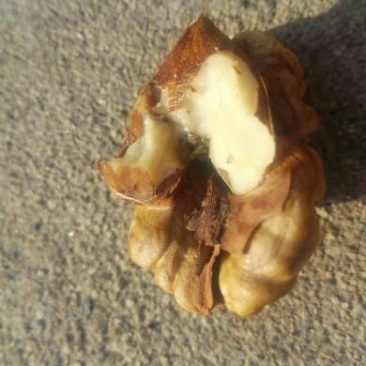 薄皮核桃去皮