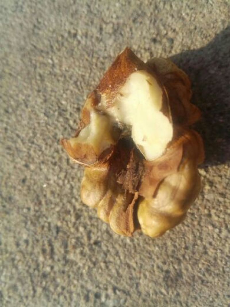 薄皮核桃去皮