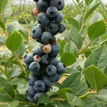 蓝莓苗0.5~1年50~80cm