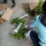茶花山茶花，五色赤丹，贝拉六角大红五色赤丹等等