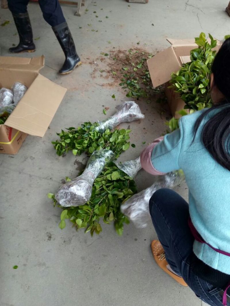 茶花山茶花，五色赤丹，贝拉六角大红五色赤丹等等