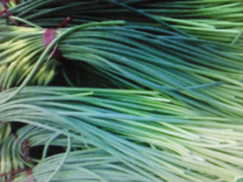 白帽蒜薹50~60厘米山东省临沂市沂水县大量供应