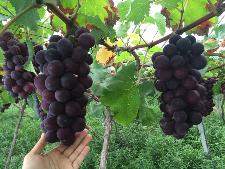 巨峰葡萄批发_吕水龙供应_一亩田农业网