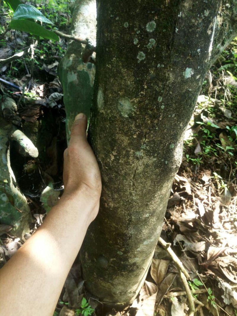 百年大树茶特级
