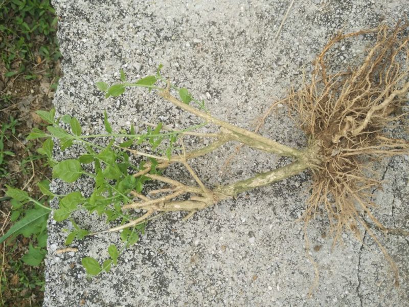 茉莉花苗