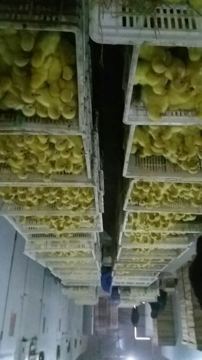 皖西白鹅鹅苗250g以下