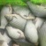彭泽鲫食用