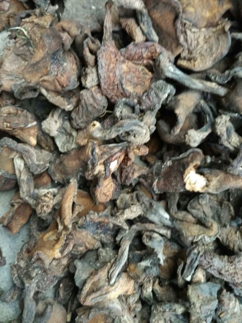 松蘑一级