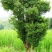 红豆杉苗20~30cm50~60cm70~80cm