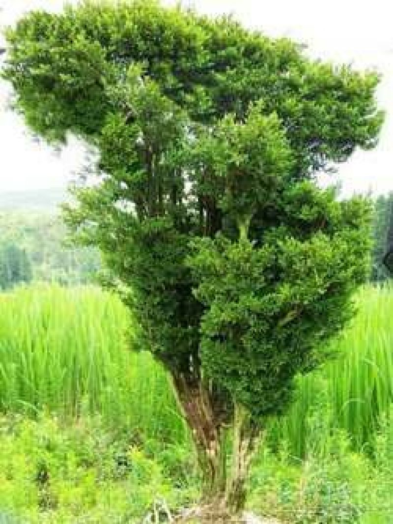 红豆杉苗20~30cm50~60cm70~80cm