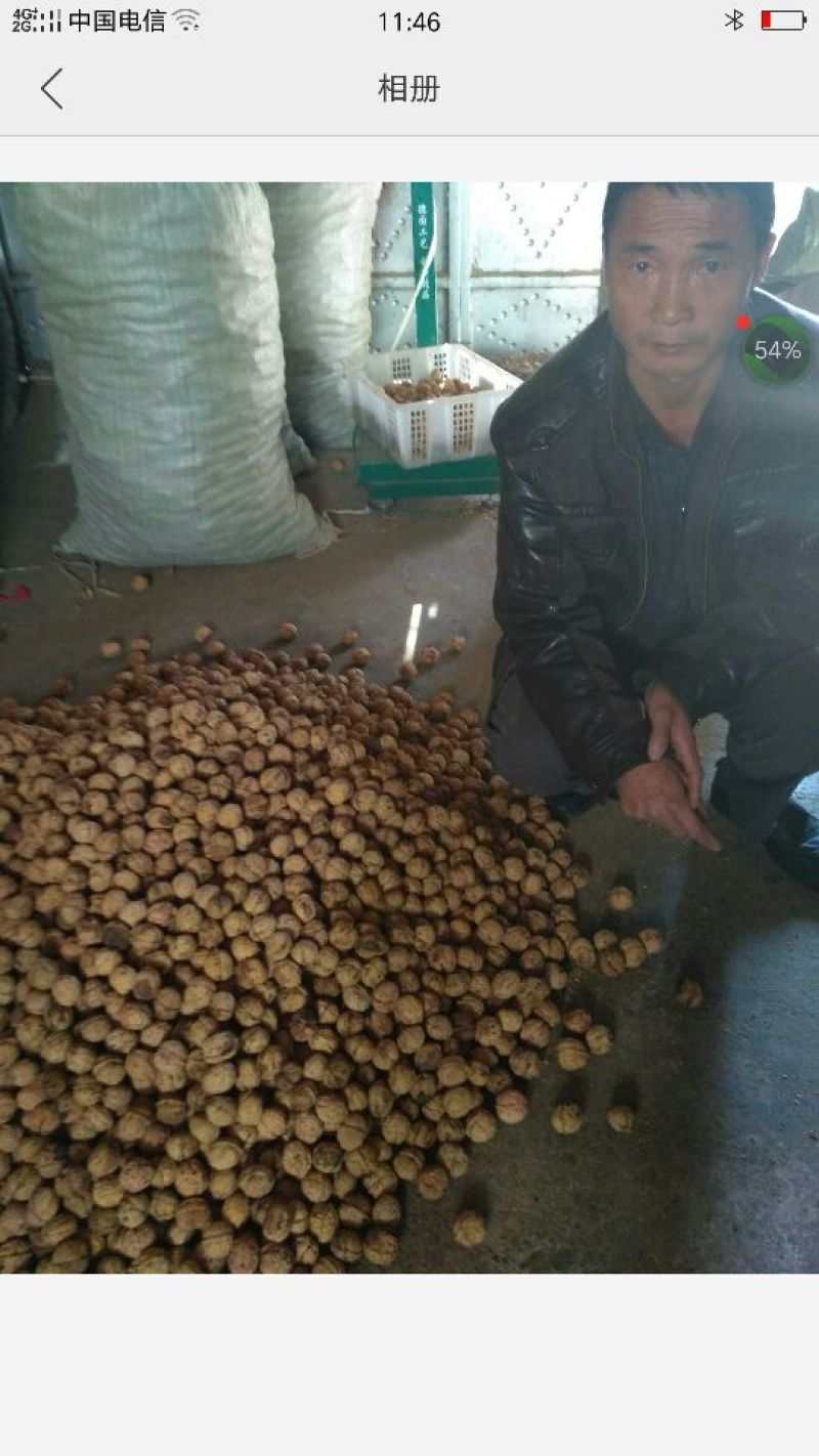纸皮核桃去皮干