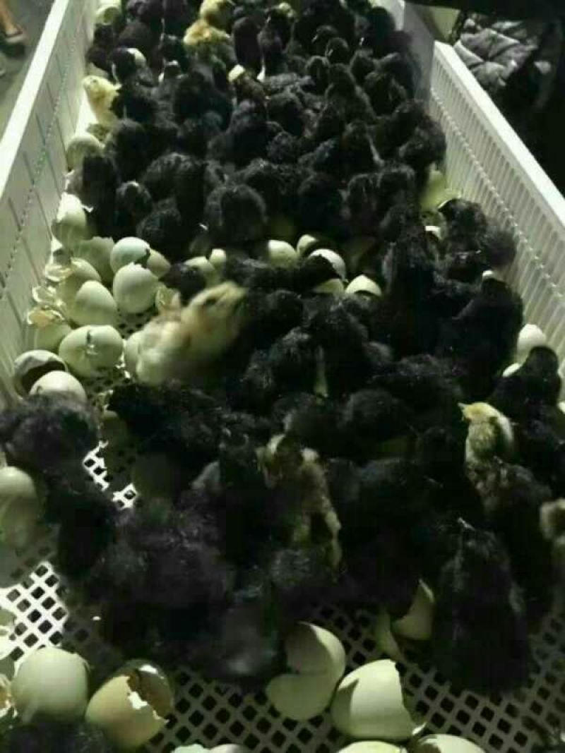 绿壳蛋鸡苗250克以下脱温苗