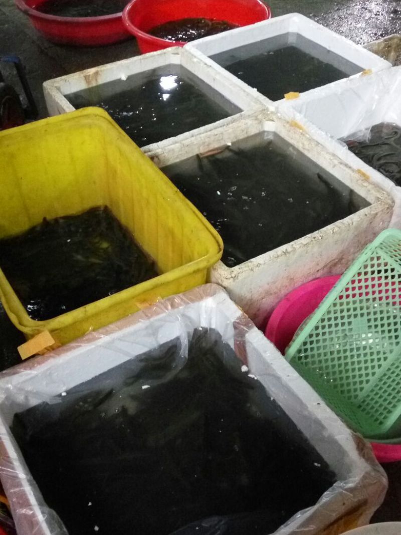 台湾泥鳅食用人工养殖8~10cm