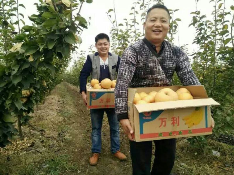 晚秋黄梨100~150g纸袋